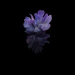 z flip 5g purple flower wallpaper