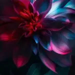 camera notch wallpaper 08