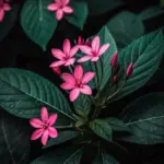 camera notch wallpaper 17