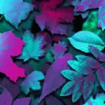 camera cutout wallpapers 23