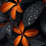camera cutout wallpapers 25