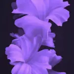 iPhone dynamic island wallpaper 41