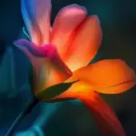 iPhone dynamic island wallpaper 70