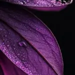 iPhone dynamic island wallpaper 83