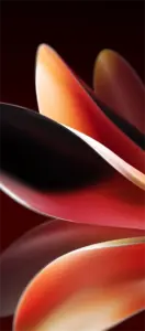 Meizu Note 16 red petal wallpaper