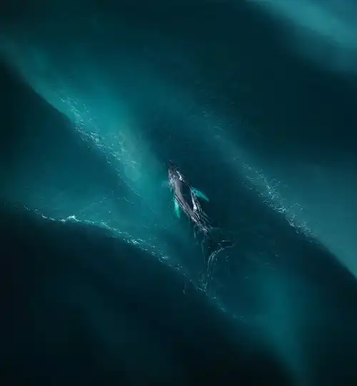 Vivo X Fold 6 Stock Wallpaper 07 - Whale in Ocean