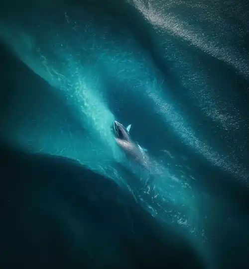 Vivo X Fold 6 Stock Wallpaper 12 - Whale Ocean Aerial View