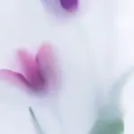 Sony Xperia 10 VIII pastel blurred flower wallpaper