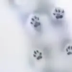 Sony Xperia 10 VIII frosted glass paw print wallpaper