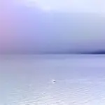 Xperia 10 VIII lavender lake wallpaper with a white bird